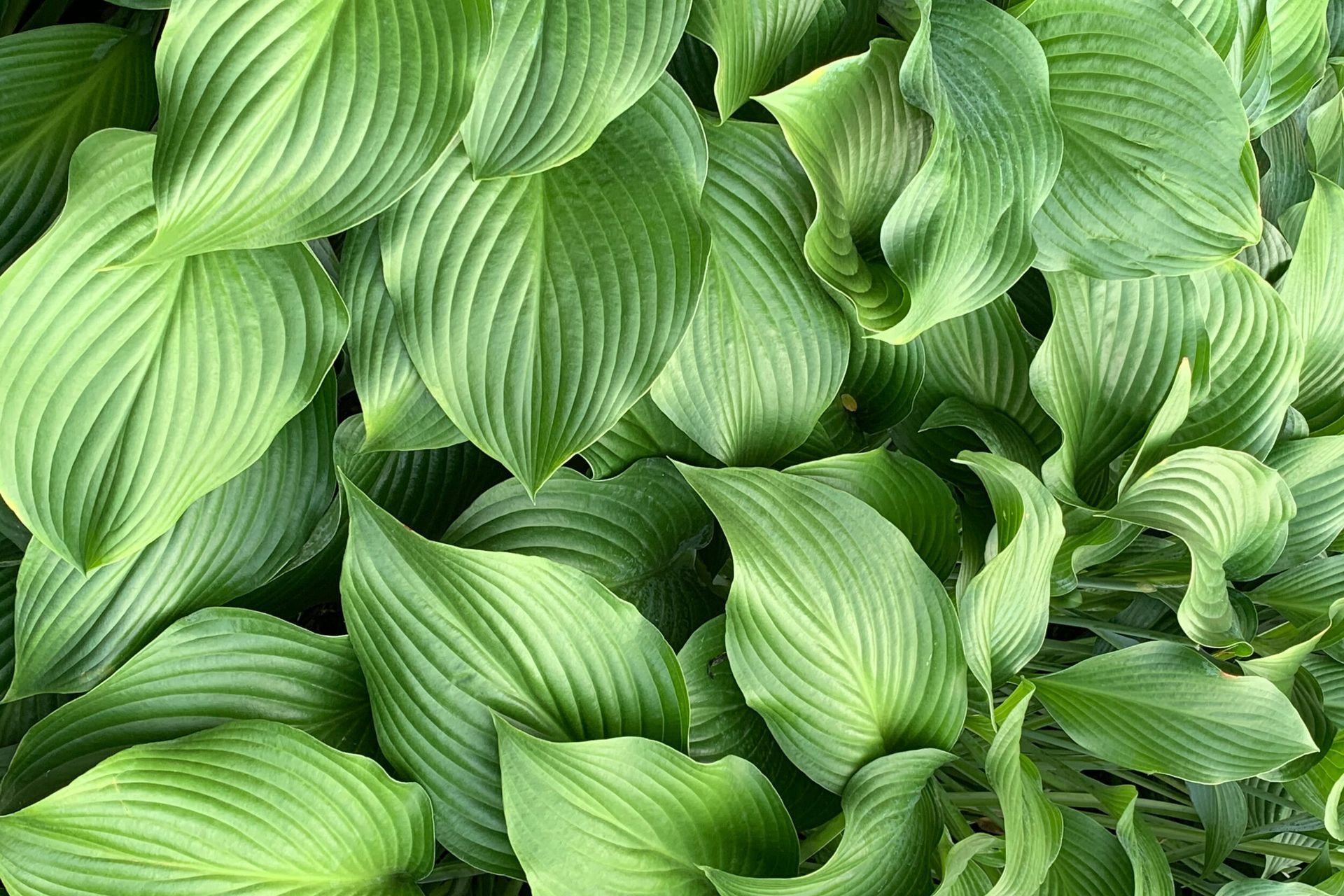 Supporting Image 2 for Symmetry Landscaping