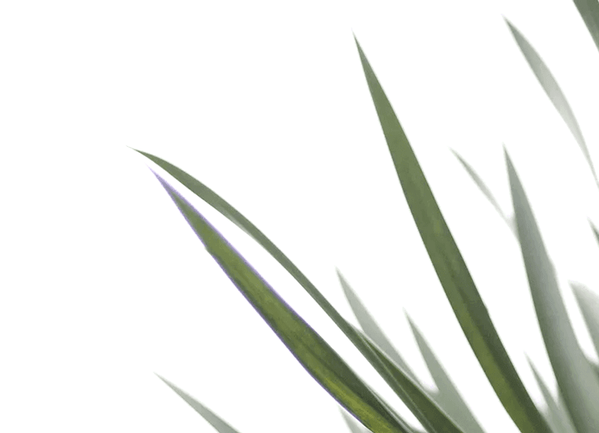 Bare Roots Design Studio