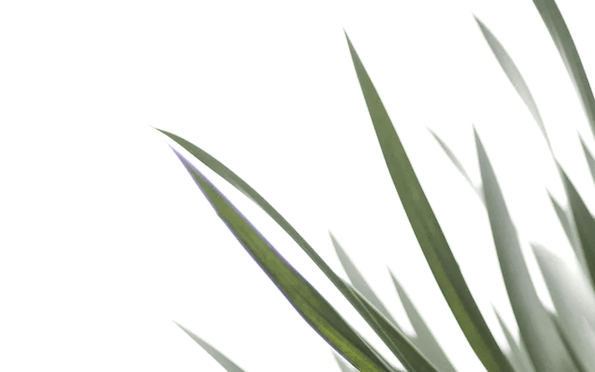 Hero Banner for Bare Roots Design Studio