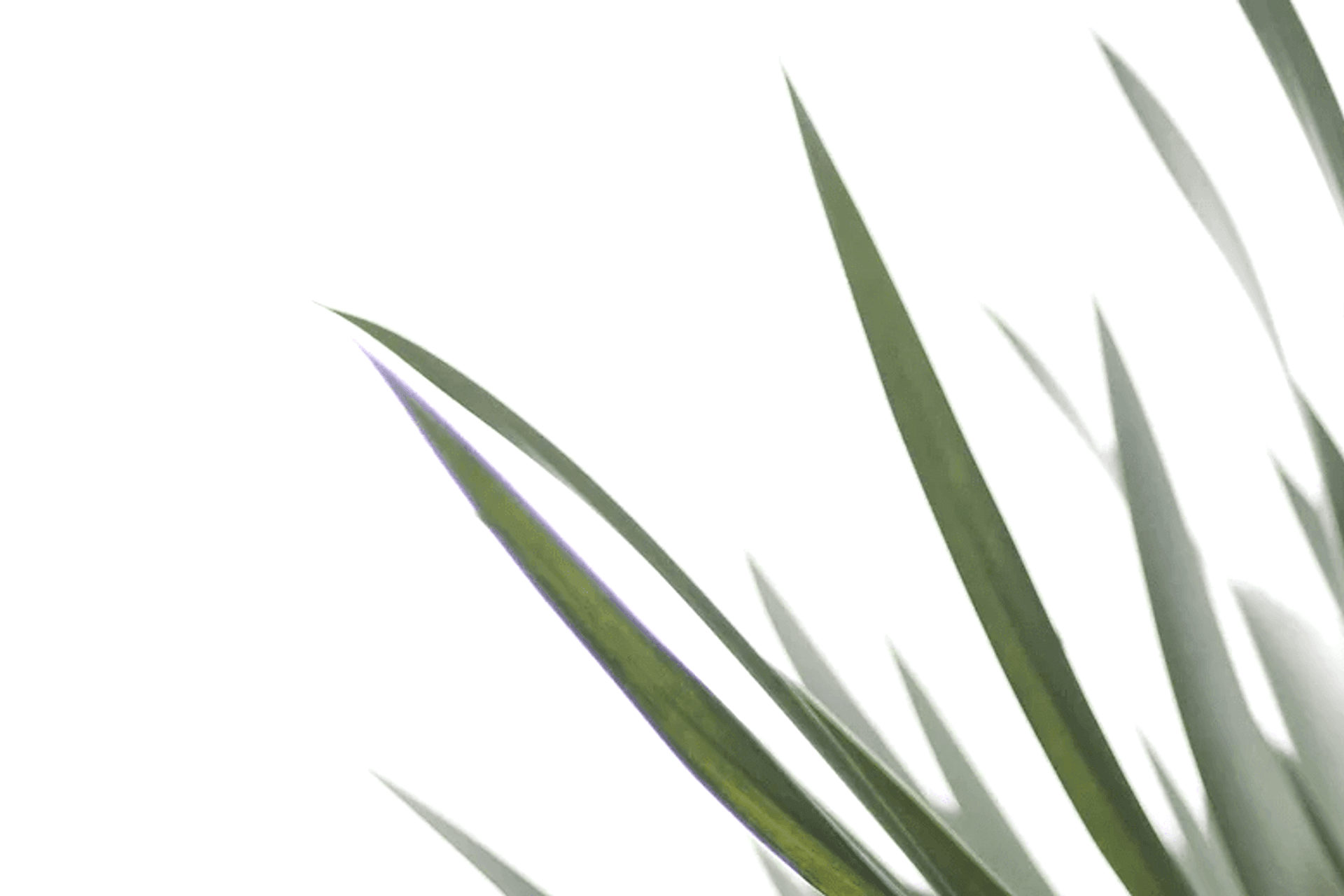 Bare Roots Design Studio banner