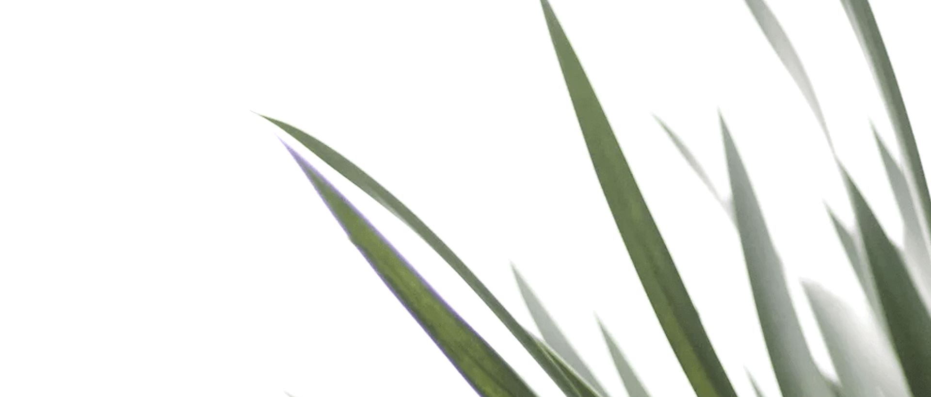 Hero Banner for Bare Roots Design Studio