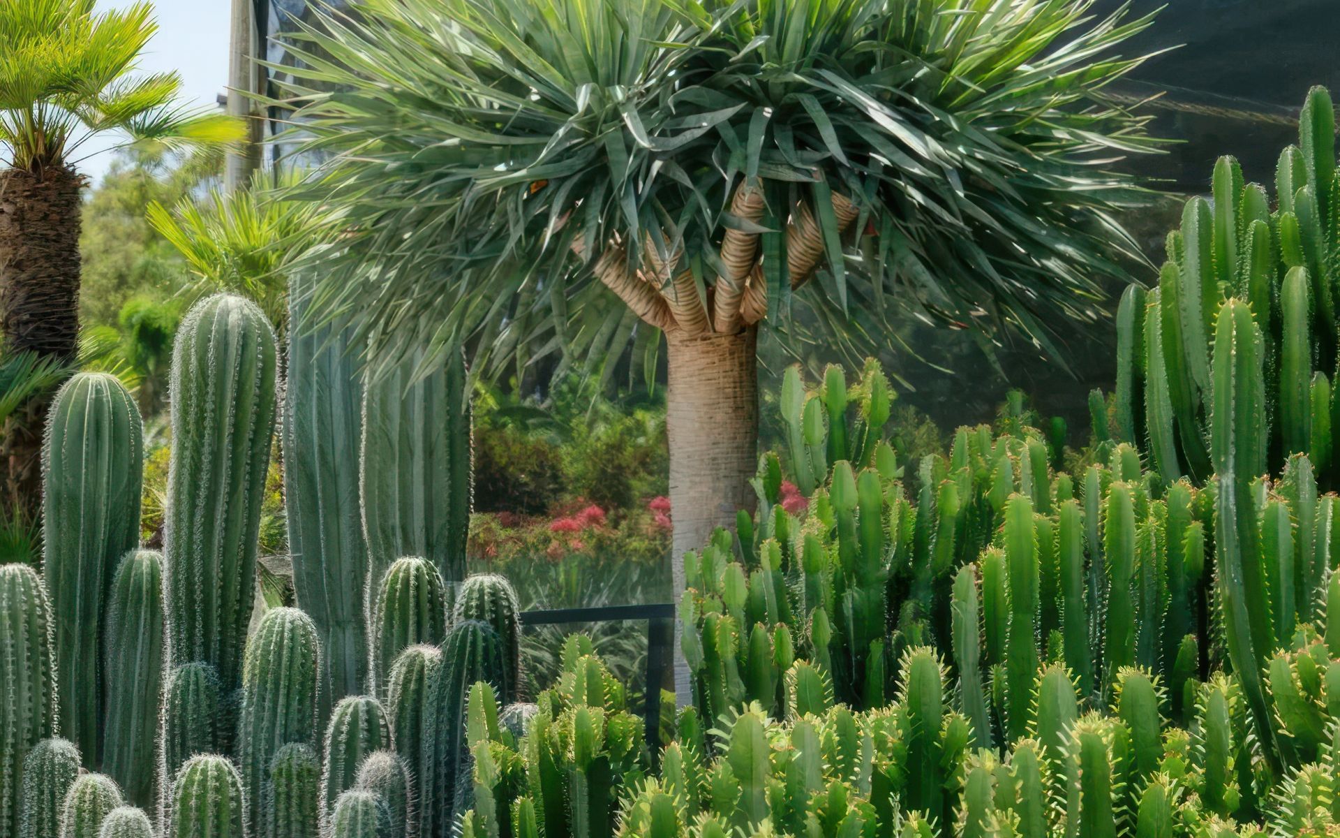 Supporting Image 3 for Exotic Nurseries