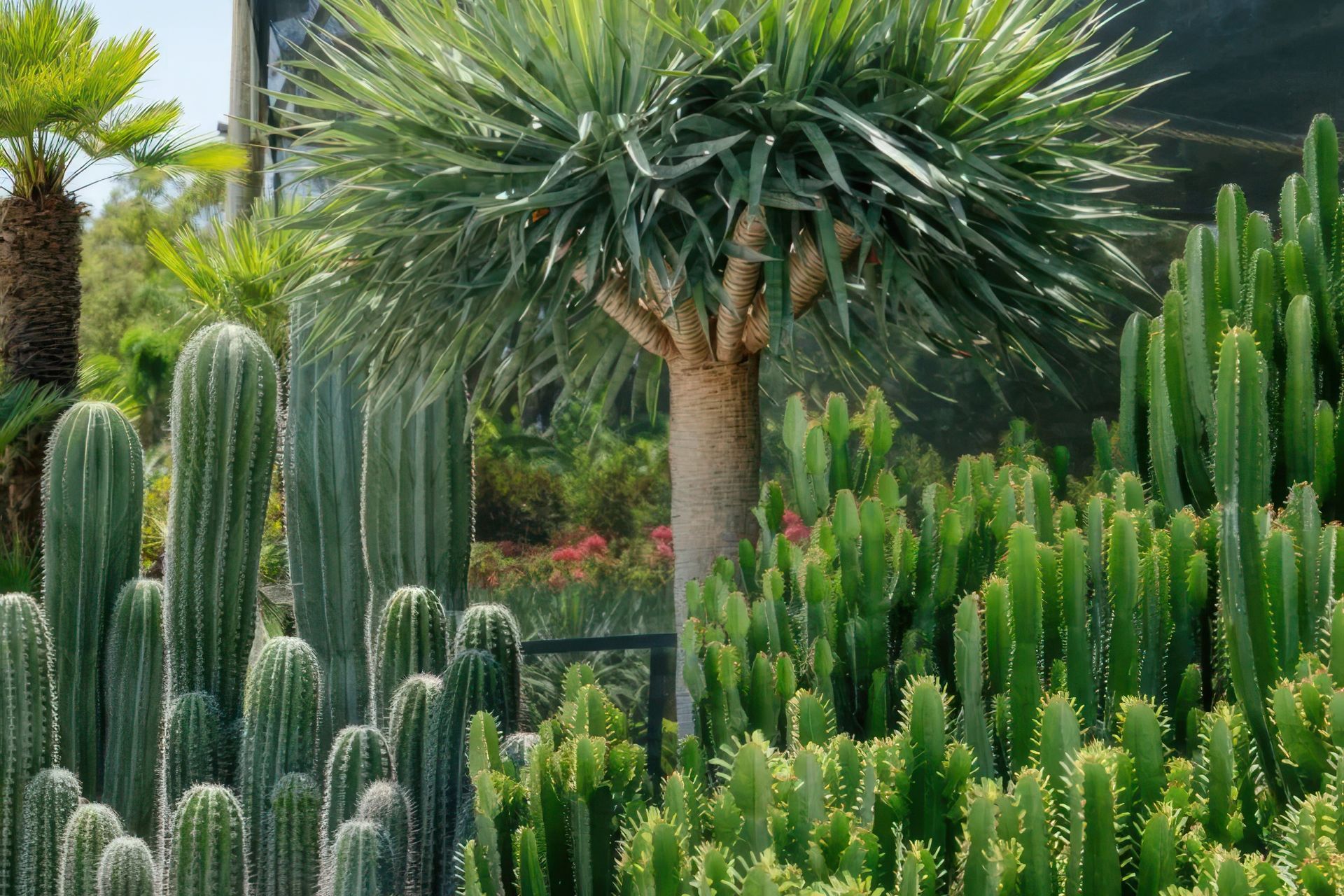 Supporting Image 3 for Exotic Nurseries