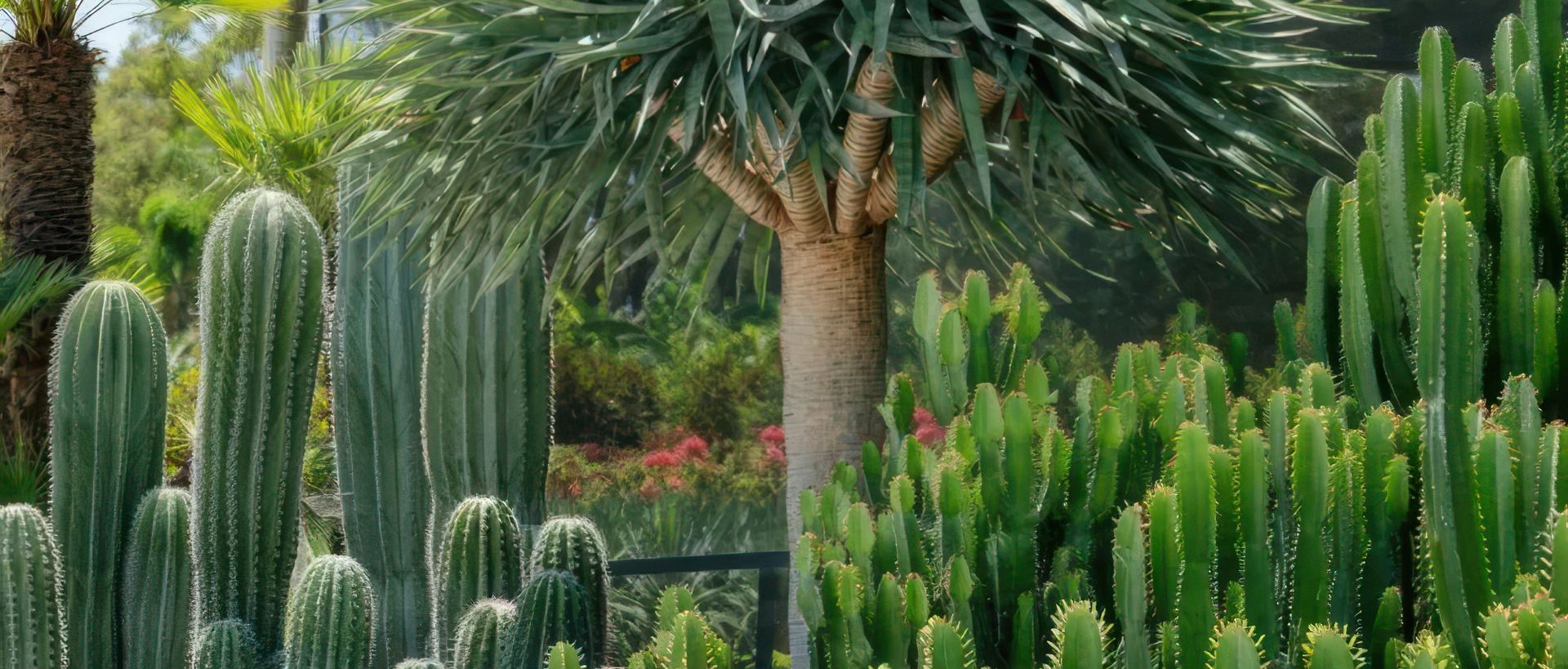 Supporting Image 3 for Exotic Nurseries