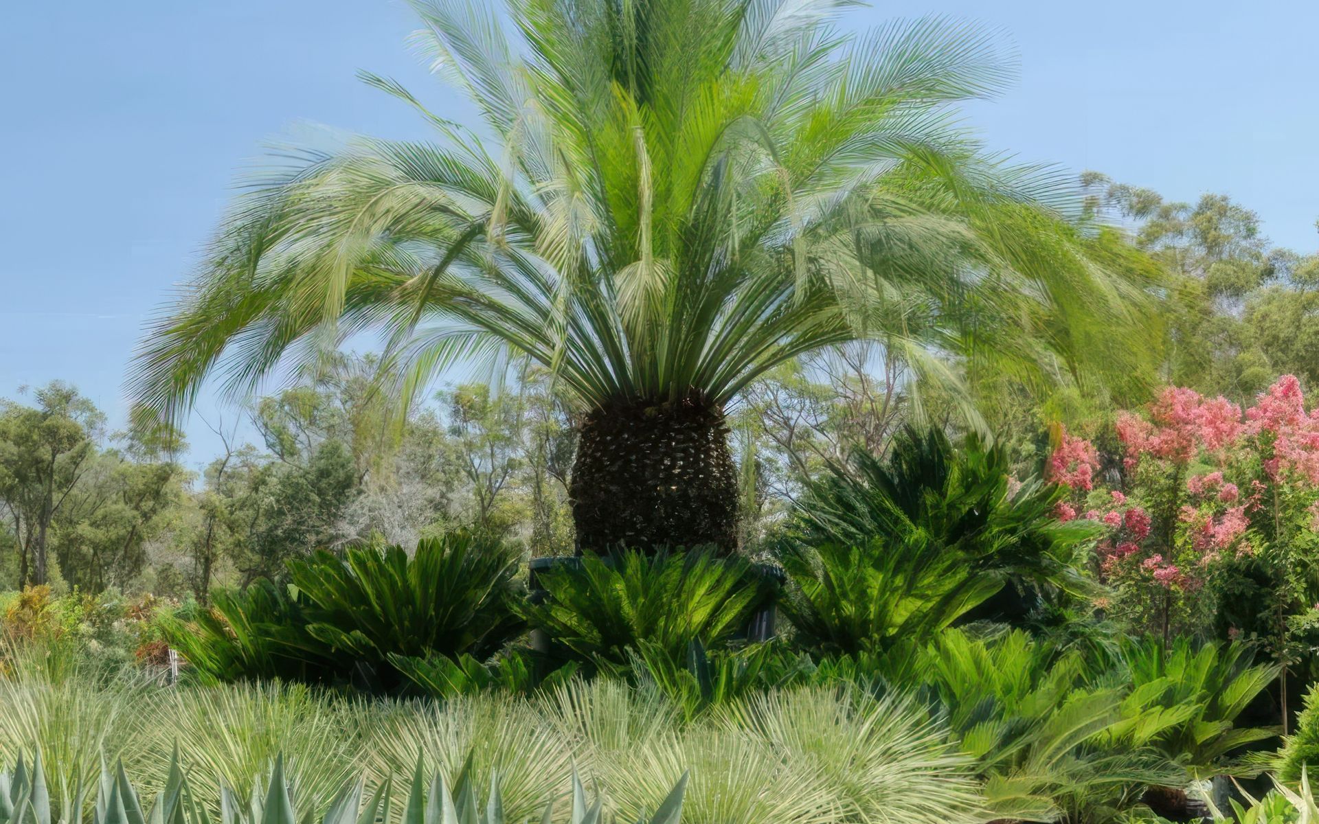 Supporting Image 6 for Exotic Nurseries