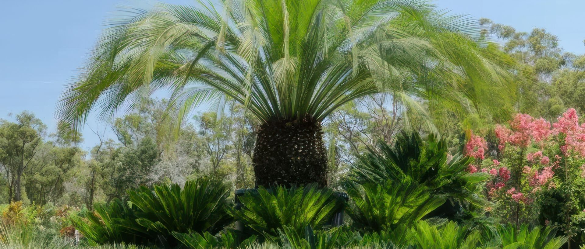 Supporting Image 6 for Exotic Nurseries