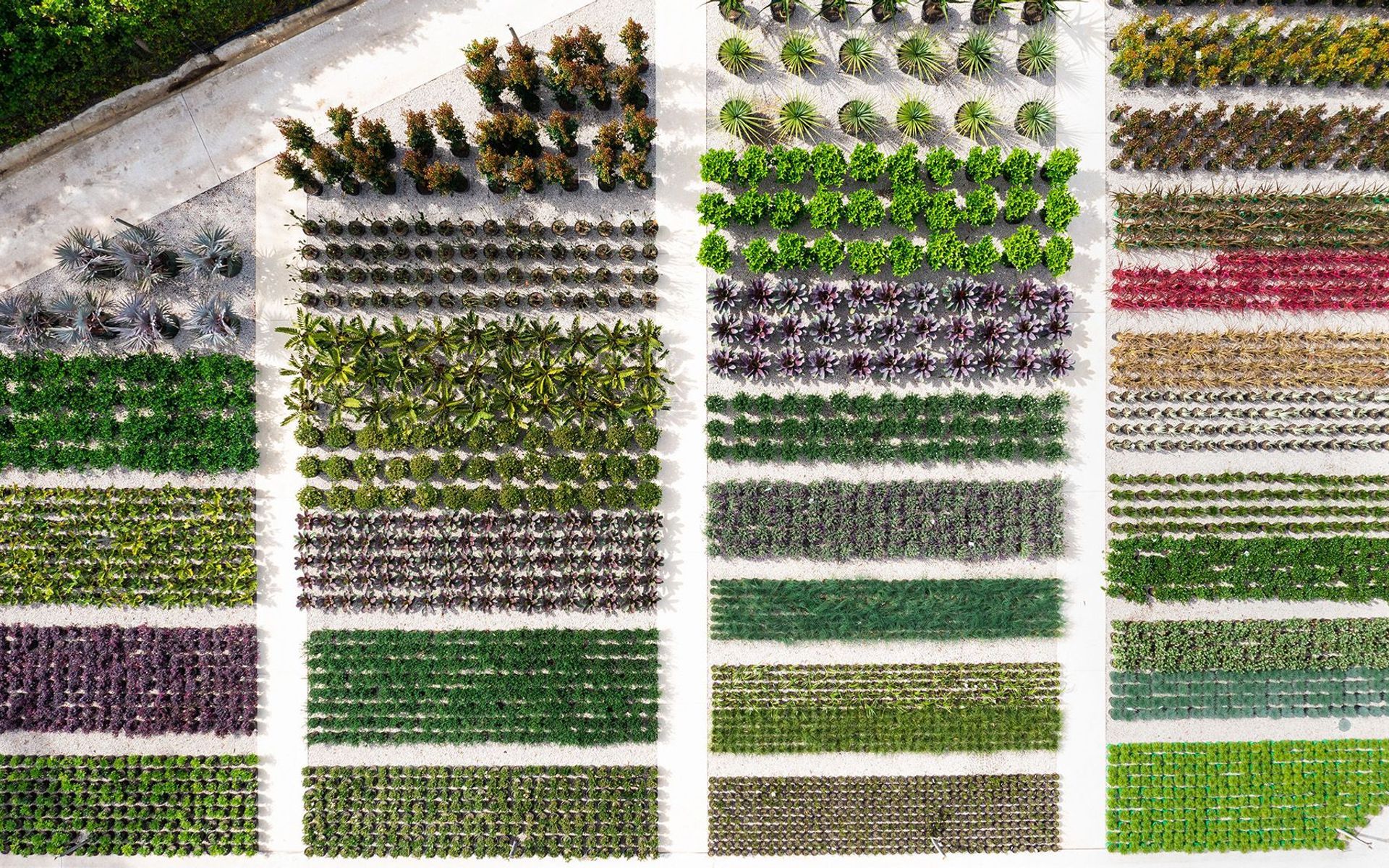 Supporting Image 1 for Exotic Nurseries