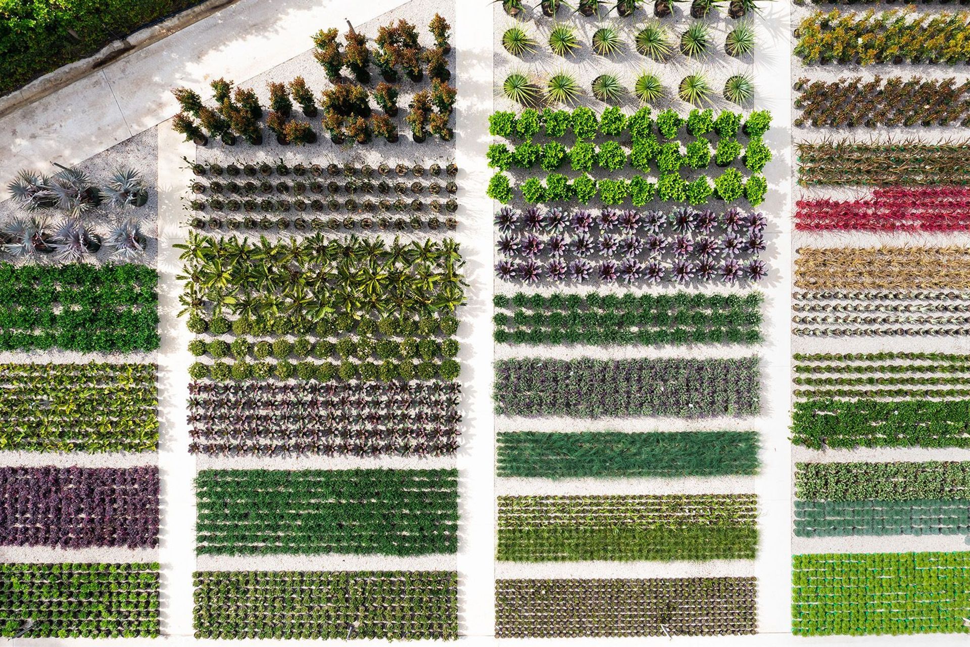 Supporting Image 1 for Exotic Nurseries