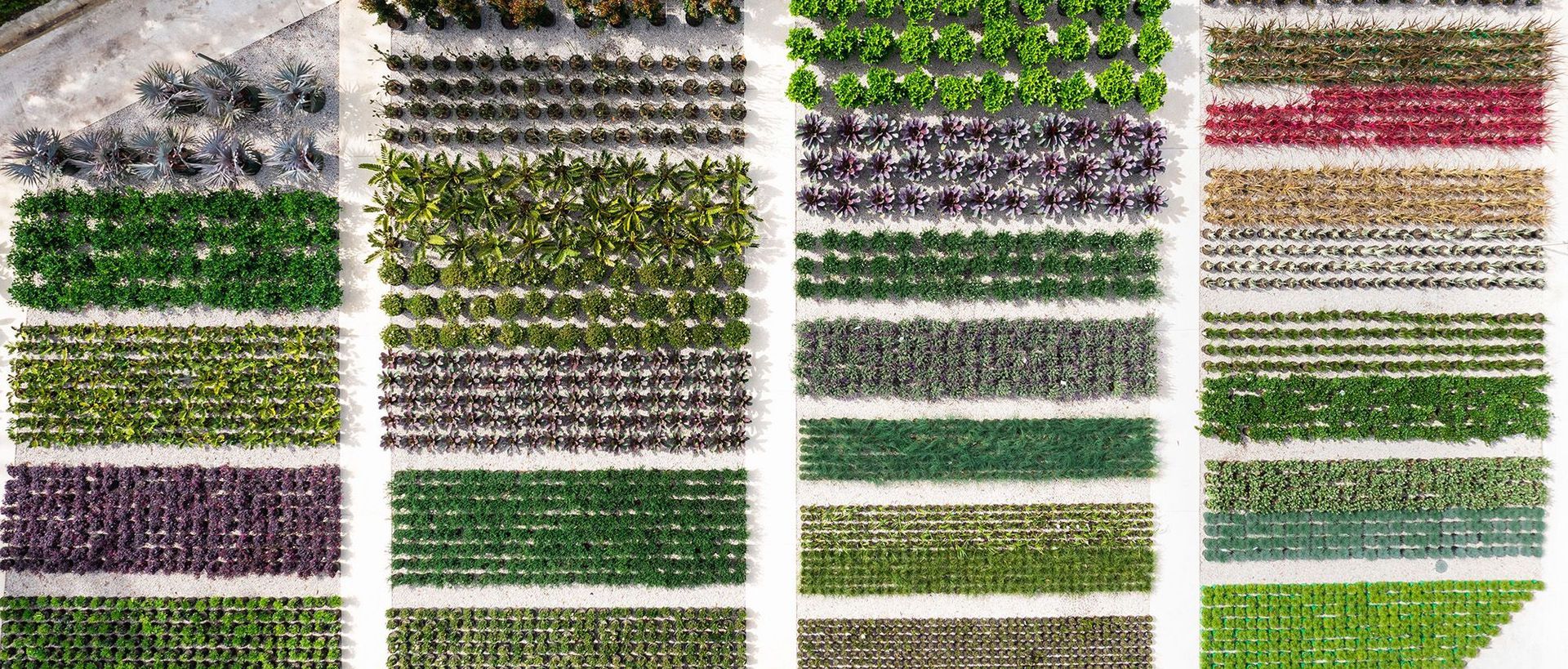 Supporting Image 1 for Exotic Nurseries