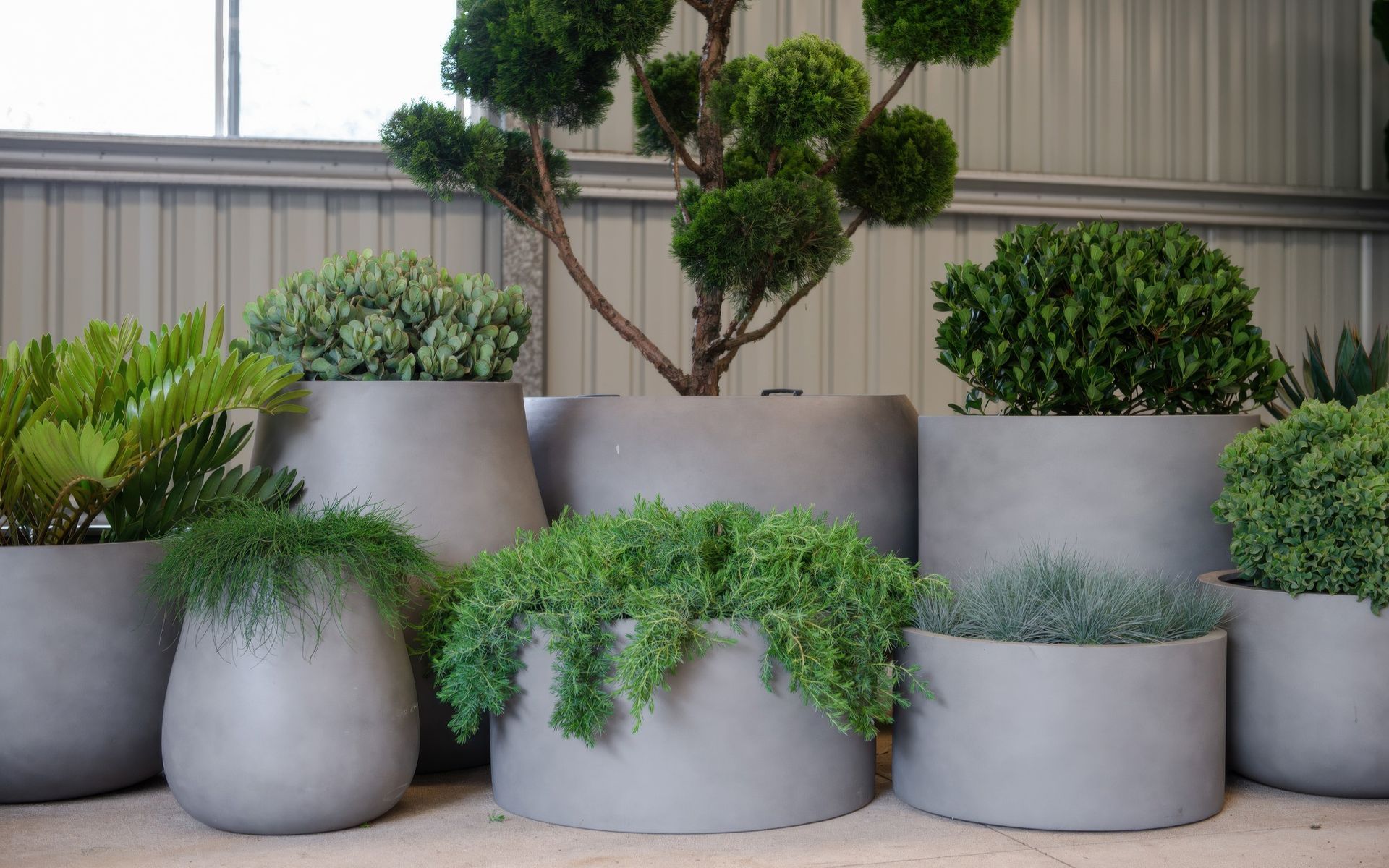 Supporting Image 7 for Exotic Nurseries