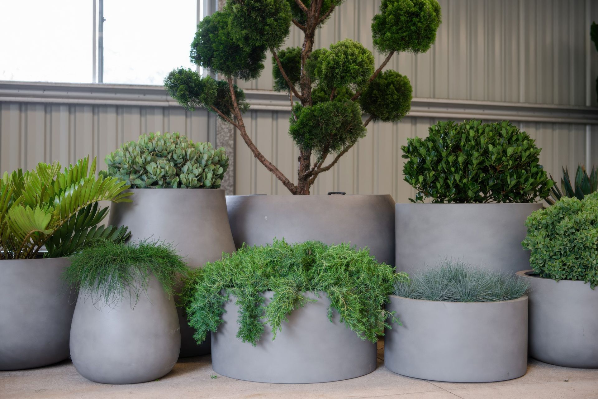 Supporting Image 7 for Exotic Nurseries