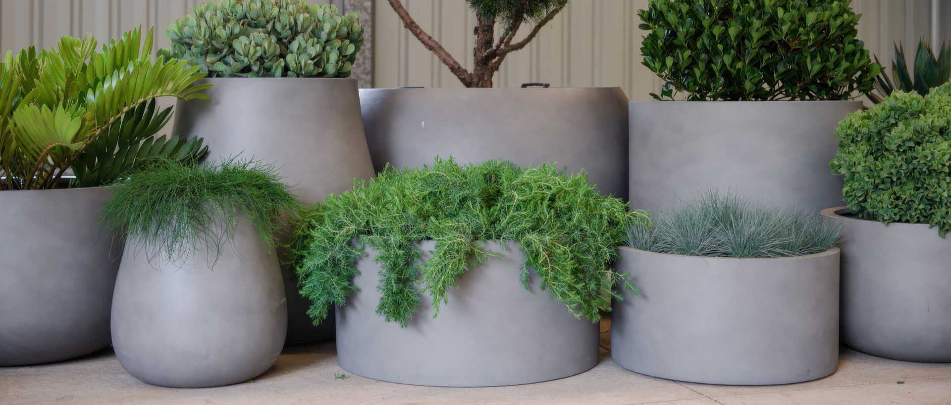 Supporting Image 7 for Exotic Nurseries