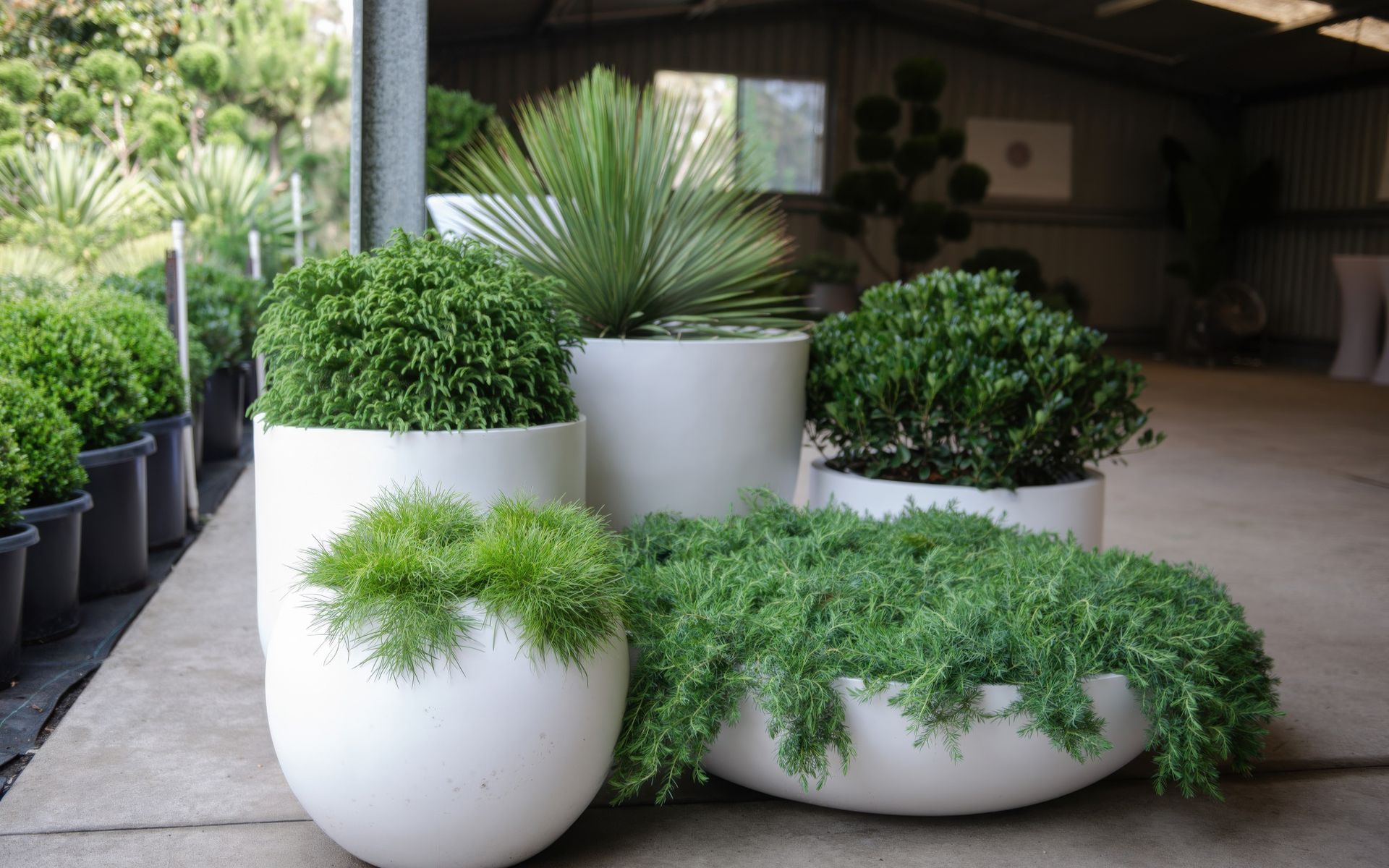 Supporting Image 4 for Exotic Nurseries