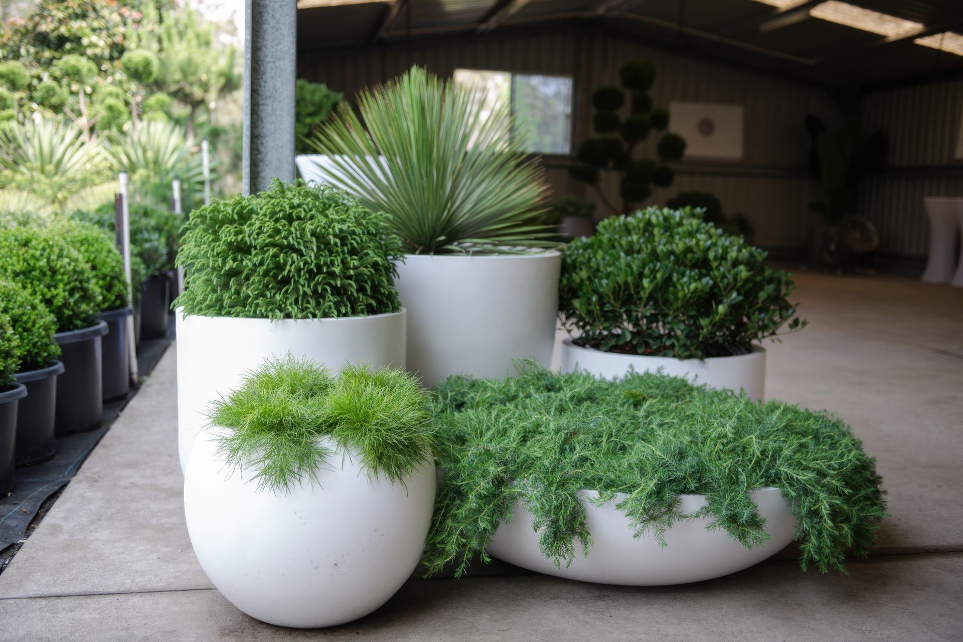Supporting Image 4 for Exotic Nurseries