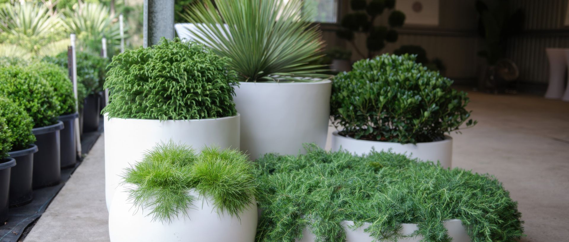 Supporting Image 4 for Exotic Nurseries