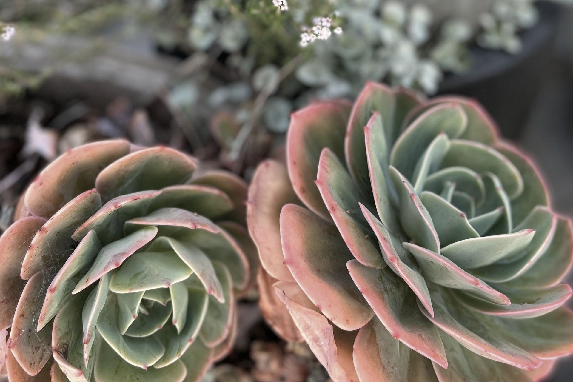 Supporting Image 1 for Anna Pepper Design