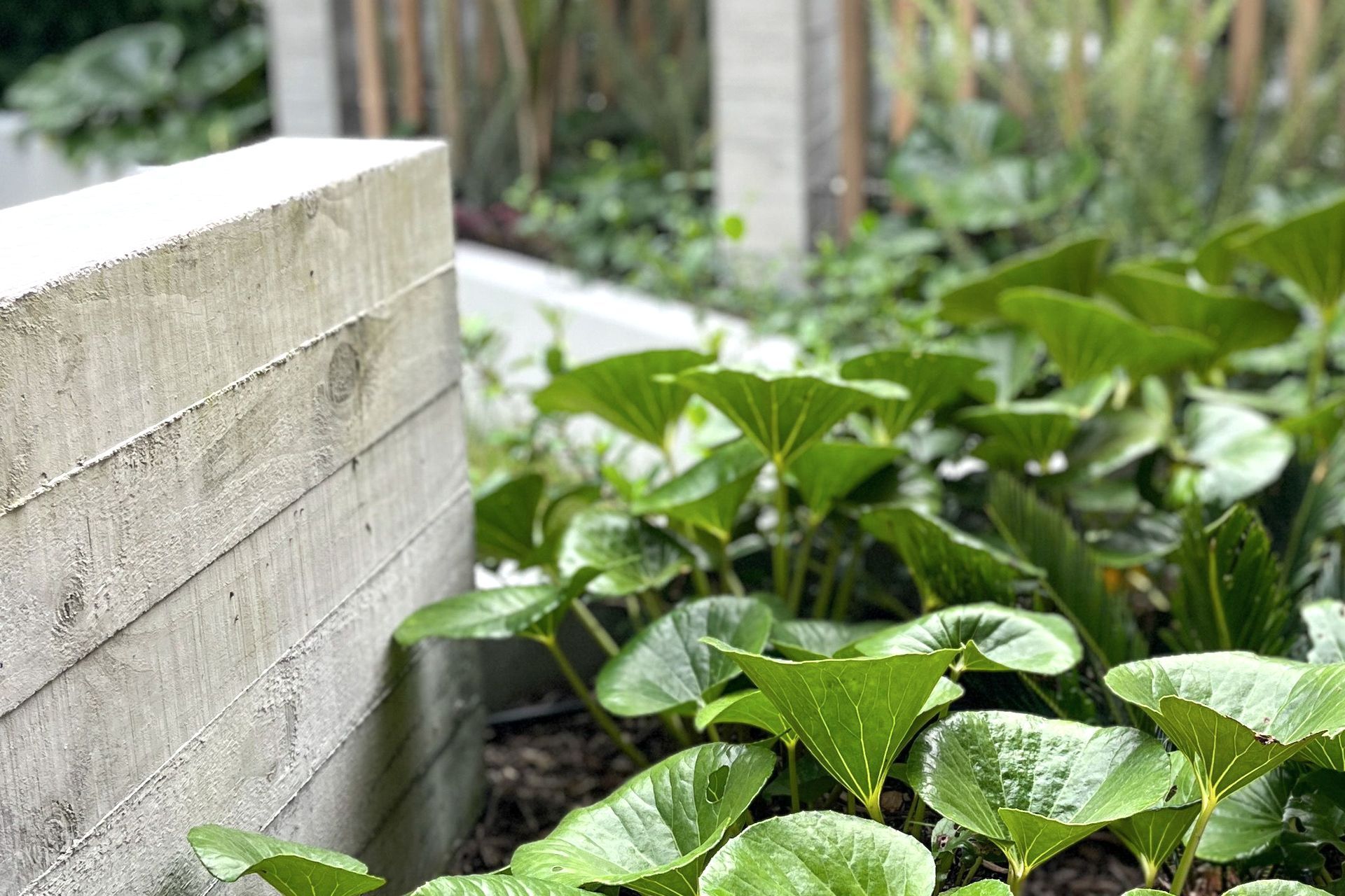 Supporting Image 3 for Anna Pepper Design