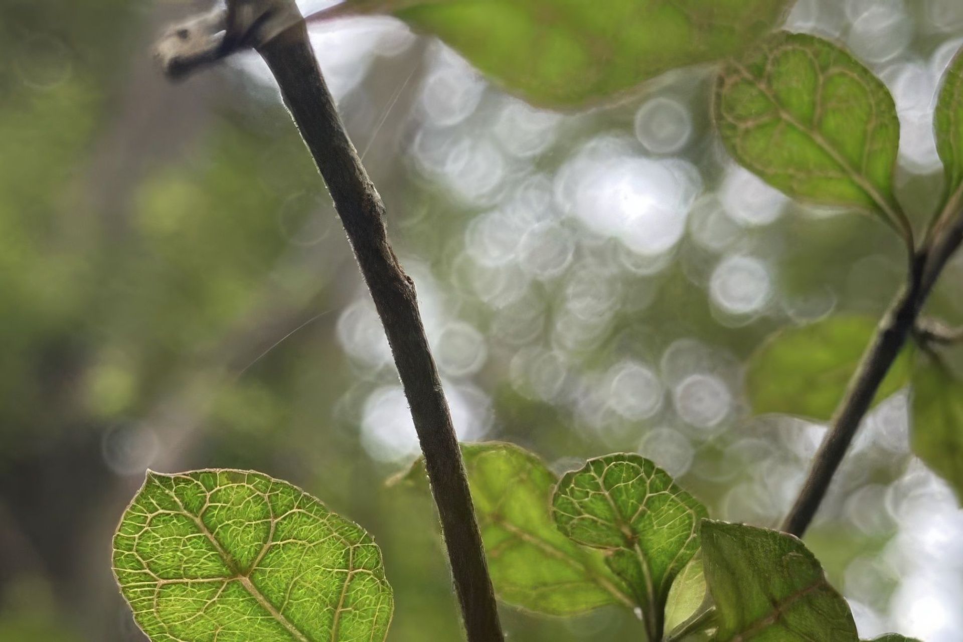 Supporting Image 3 for Rongoa Landscapes