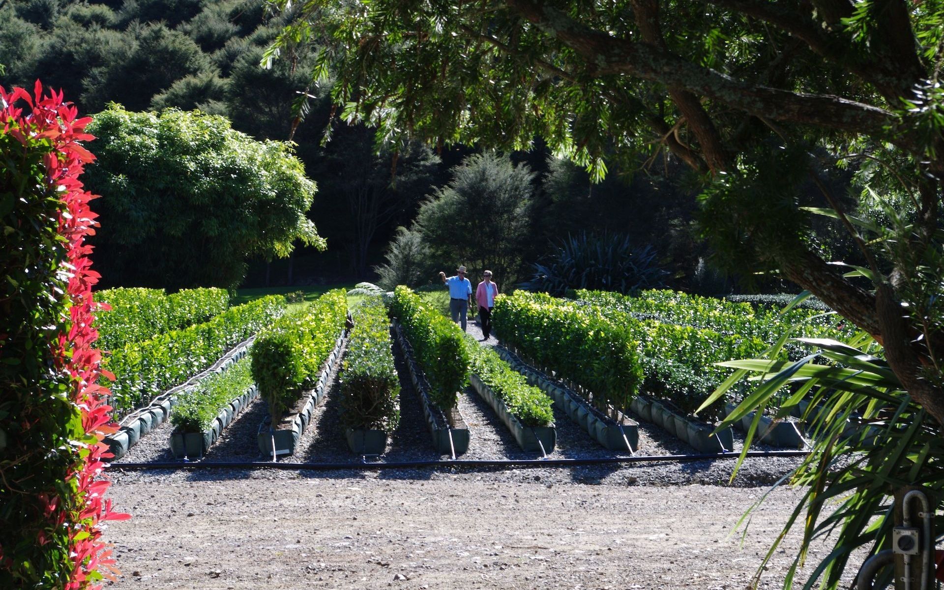 Supporting Image 4 for Twining Valley Nurseries