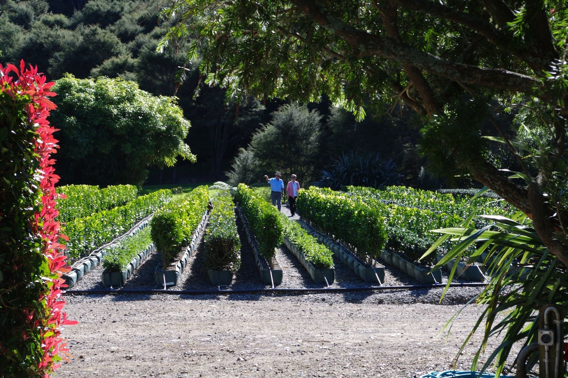 Supporting Image 3 for Twining Valley Nurseries