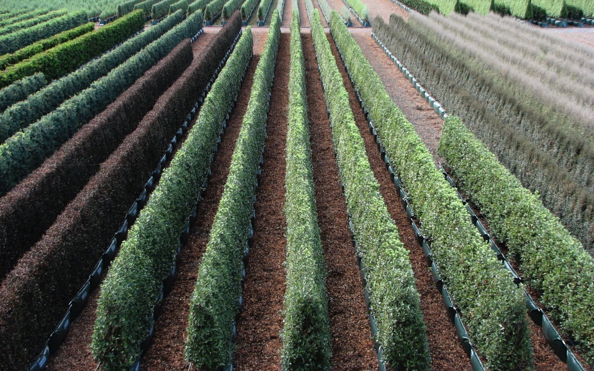 Supporting Image 2 for Twining Valley Nurseries