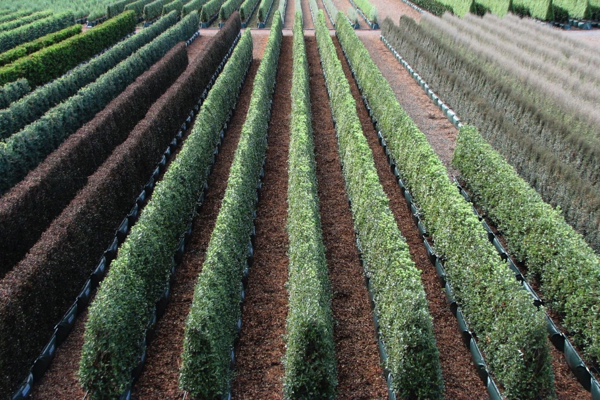 Supporting Image 1 for Twining Valley Nurseries