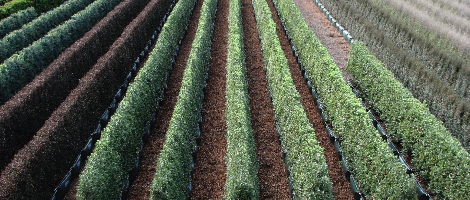 Supporting Image 2 for Twining Valley Nurseries