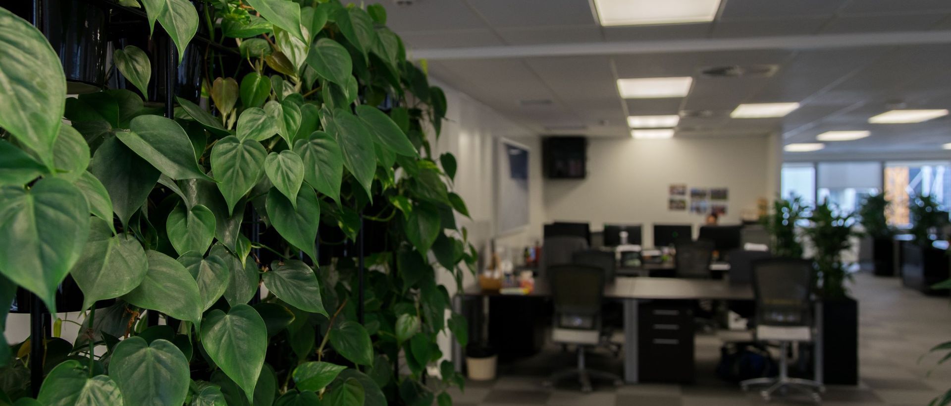 Supporting Image 5 for Hire Plants
