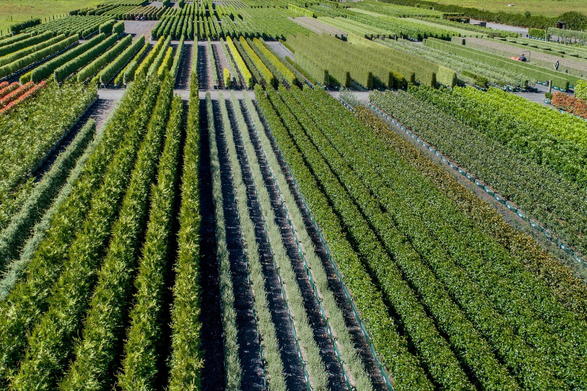Supporting Image 4 for Twining Valley Nurseries