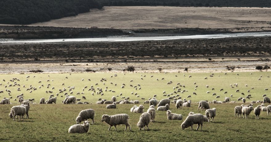 Wool Insulation NZ