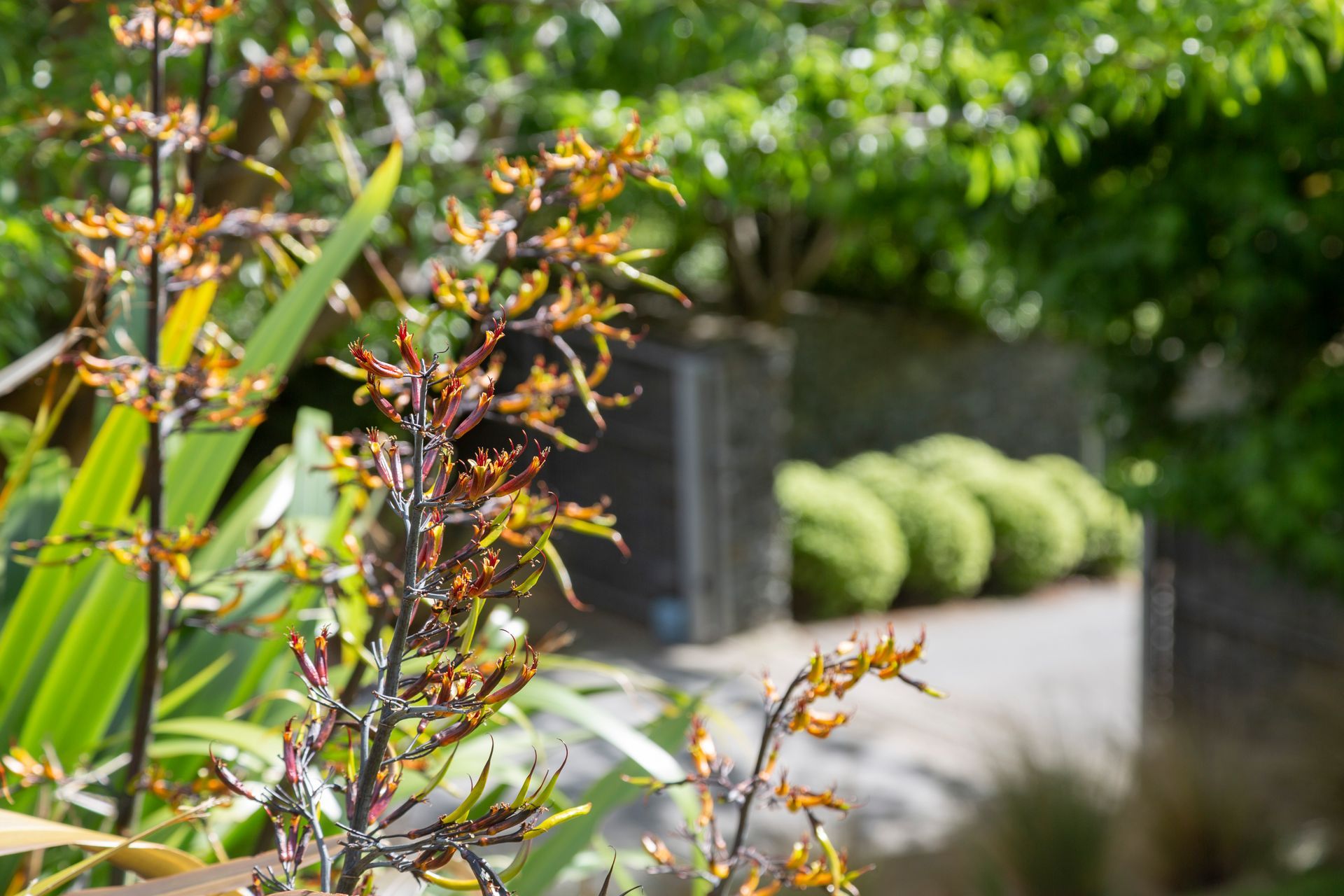 Beechwood Lane | Queenstown