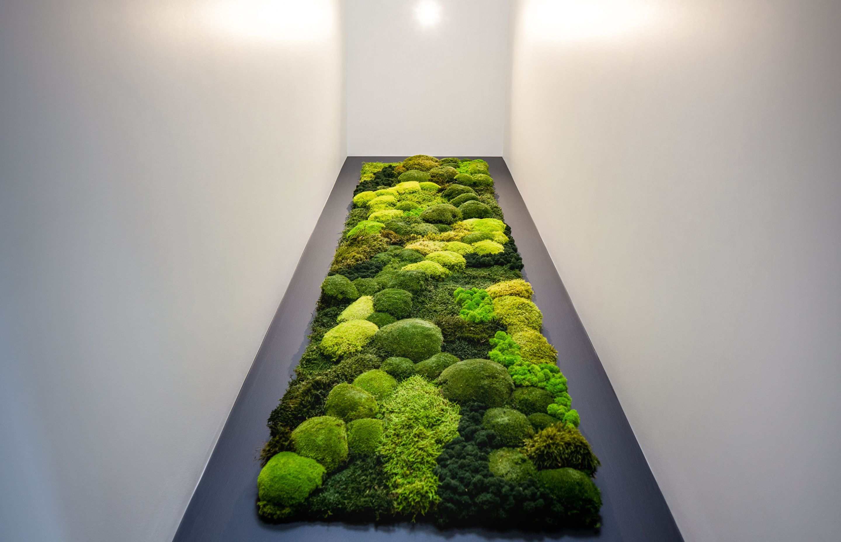"Trail of Ideas" - Moss Mural at the residential hallway, Fernhill, Queenstown