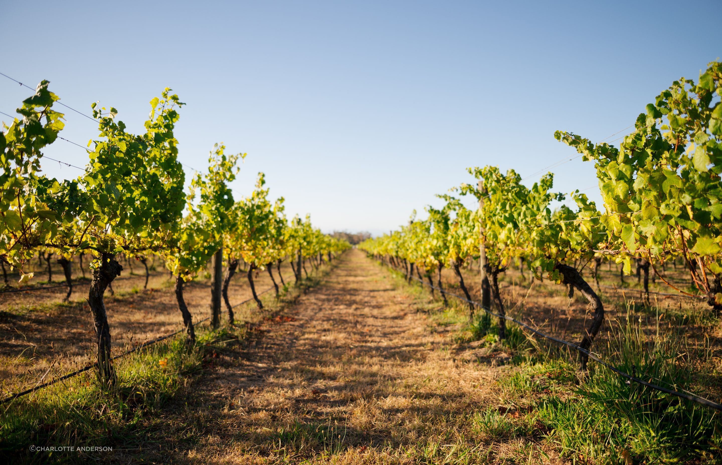 In The Vines