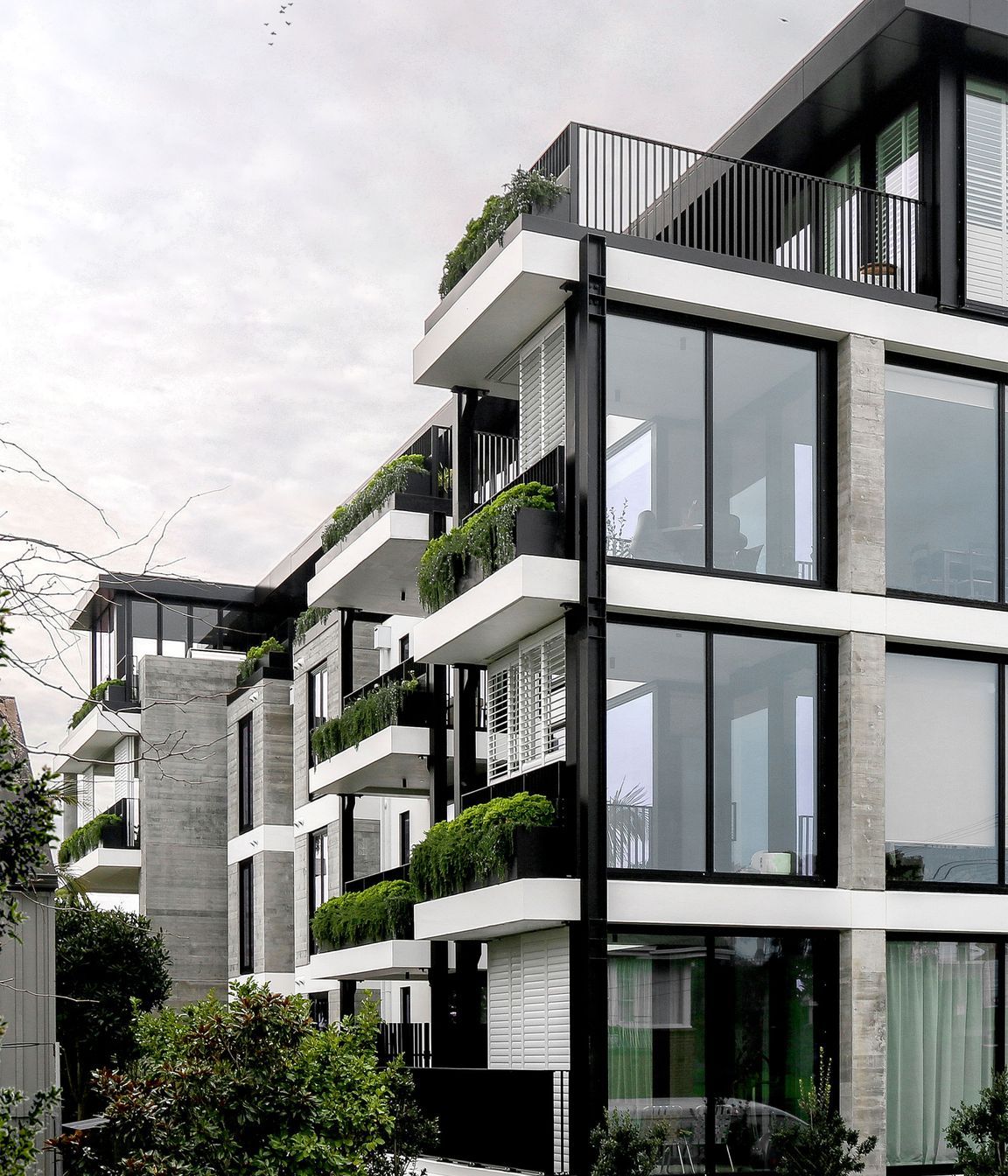 Elm Remuera