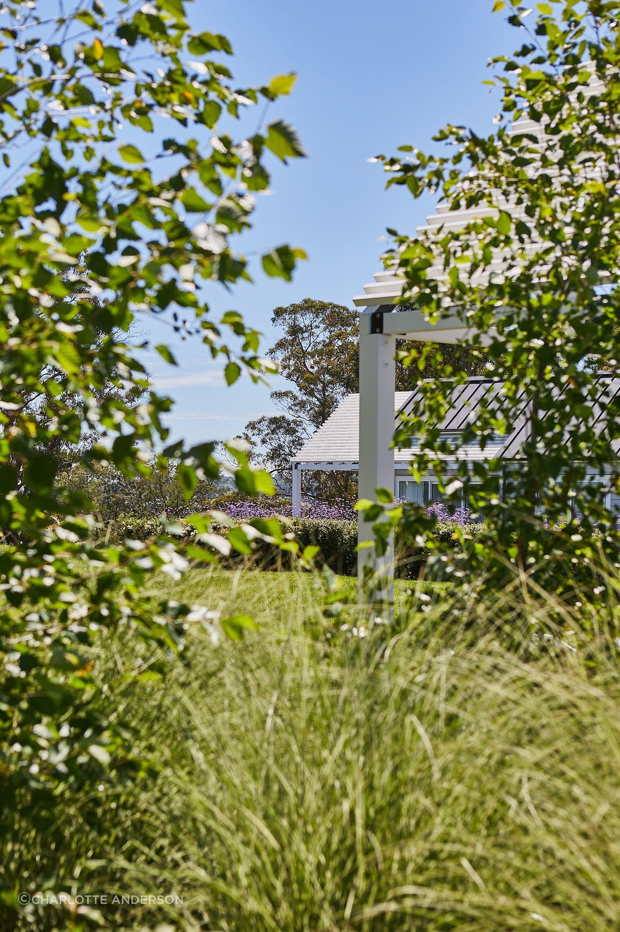 In The Vines