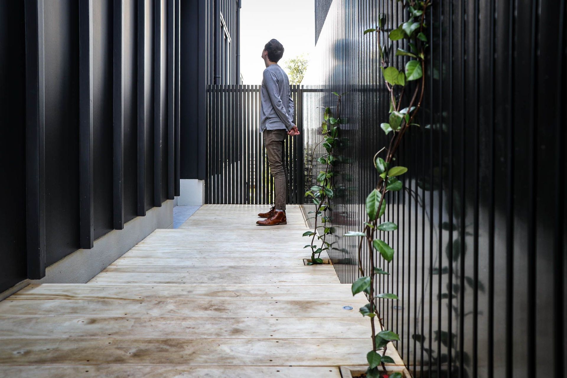 Anderson Residence - Exterior. Side passage between dark cladding and climbing plants.