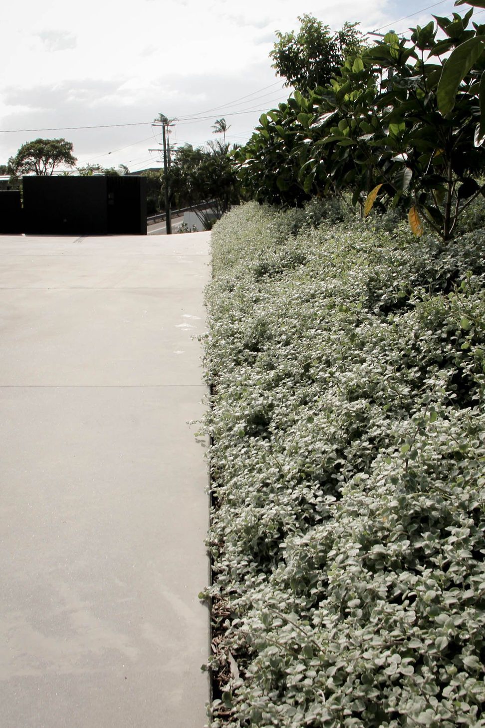The Dual House - Garden. Concrete path edged by soft coastal planting.