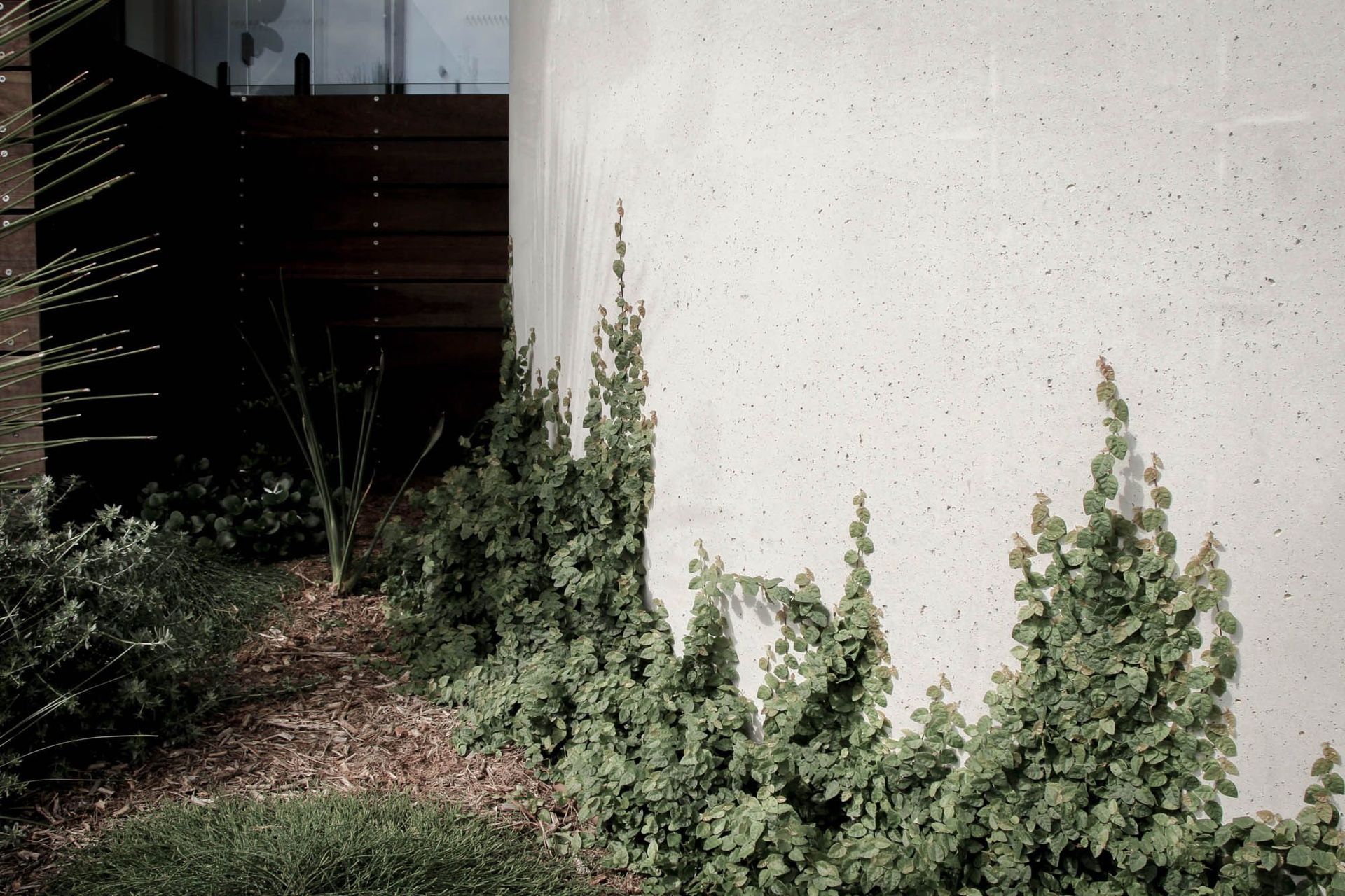 The Dual House - Garden. Curved concrete wall softened by native planting.