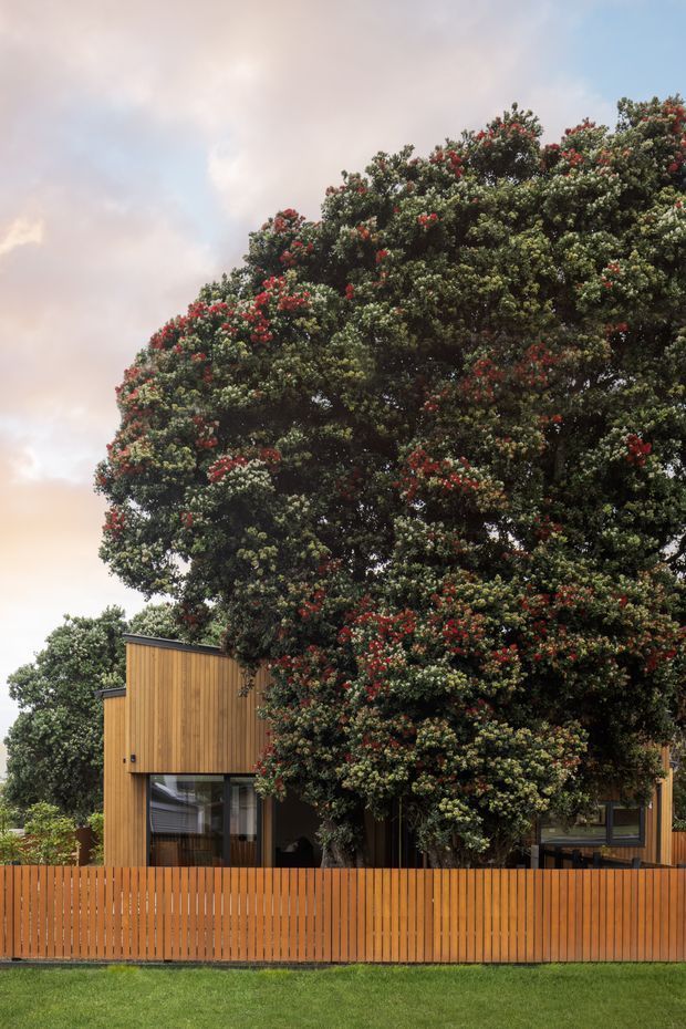 Exterior view of a contemporary low-rise residence partly screened by a large flowering evergreen tree. The home features vertical warm timber cladding, extensive dark-framed glazing, and a matching vertical timber privacy fence in the foreground, with a lawn and landscaped planting around the property.
