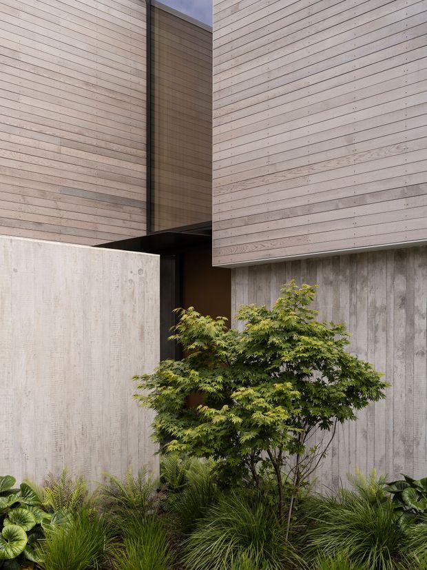 A close-up exterior architectural view of a modern building enclosure forming a narrow landscaped courtyard. Pale horizontal timber cladding projects over textured raw concrete walls, with dark recessed glazing or entry elements between the volumes. Dense ornamental grasses, ferns, and a small Japanese maple-like tree soften the base of the facade.