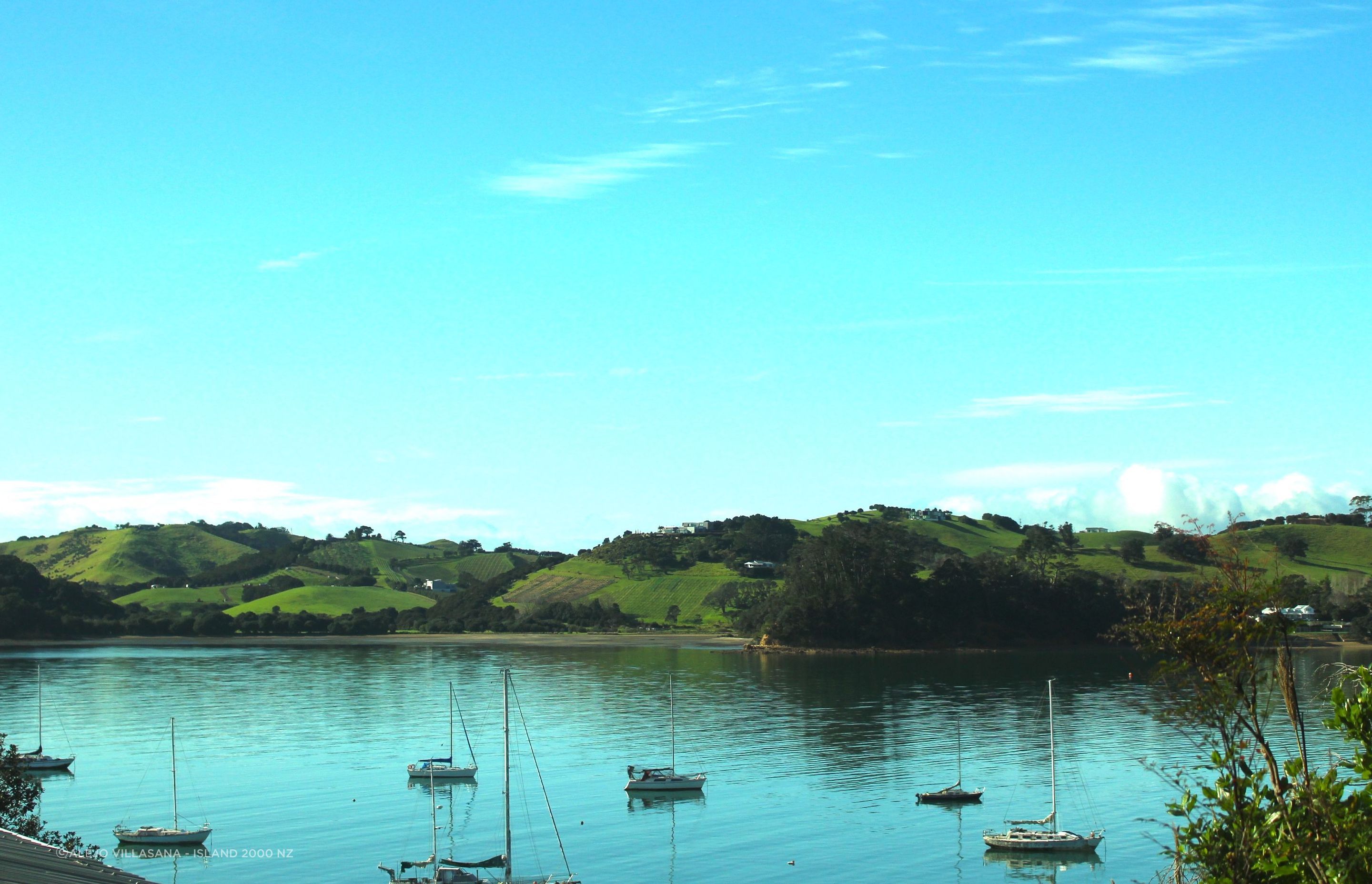 Pohutukawa, Omiha, Waiheke Island