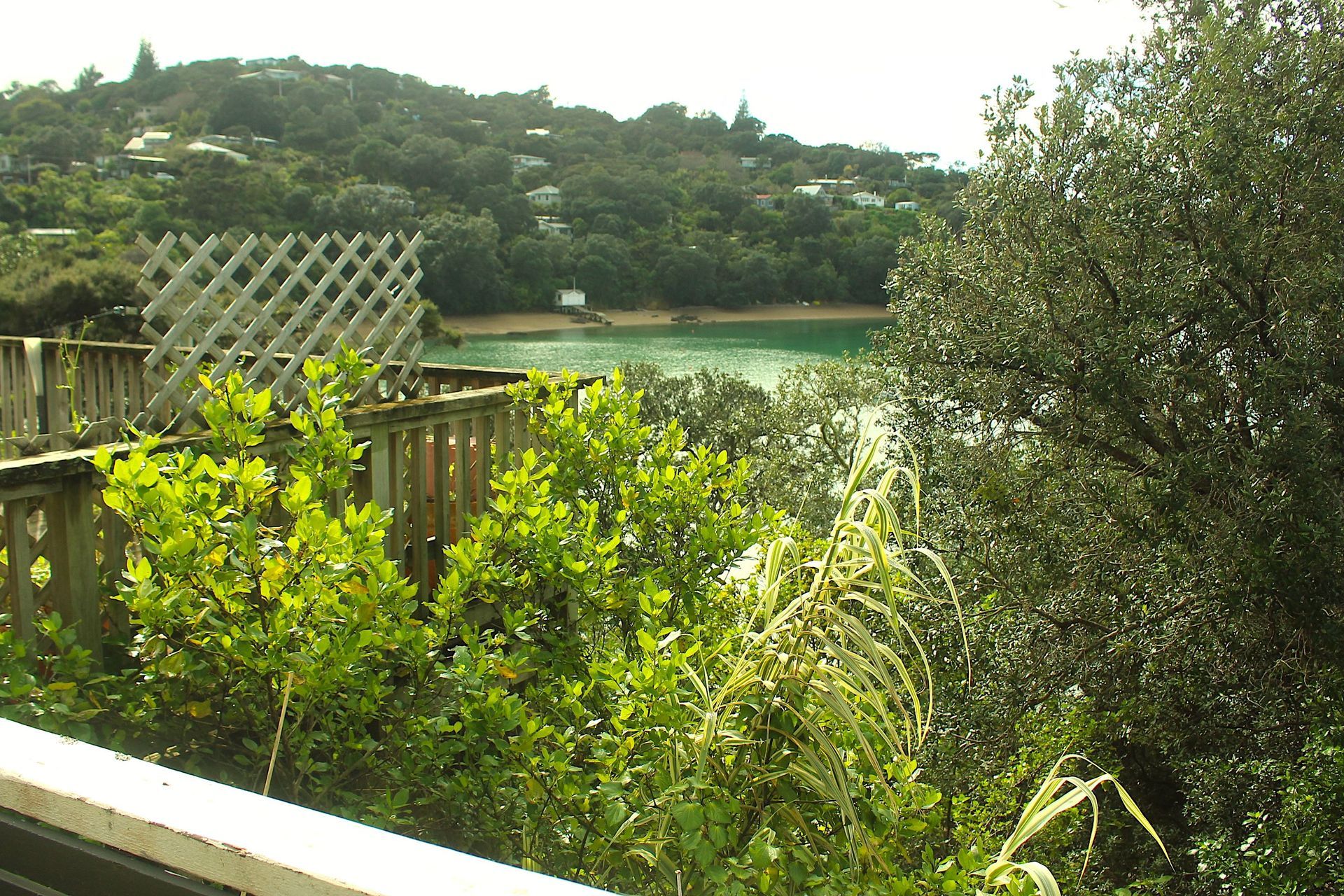 Pohutukawa, Omiha, Waiheke Island