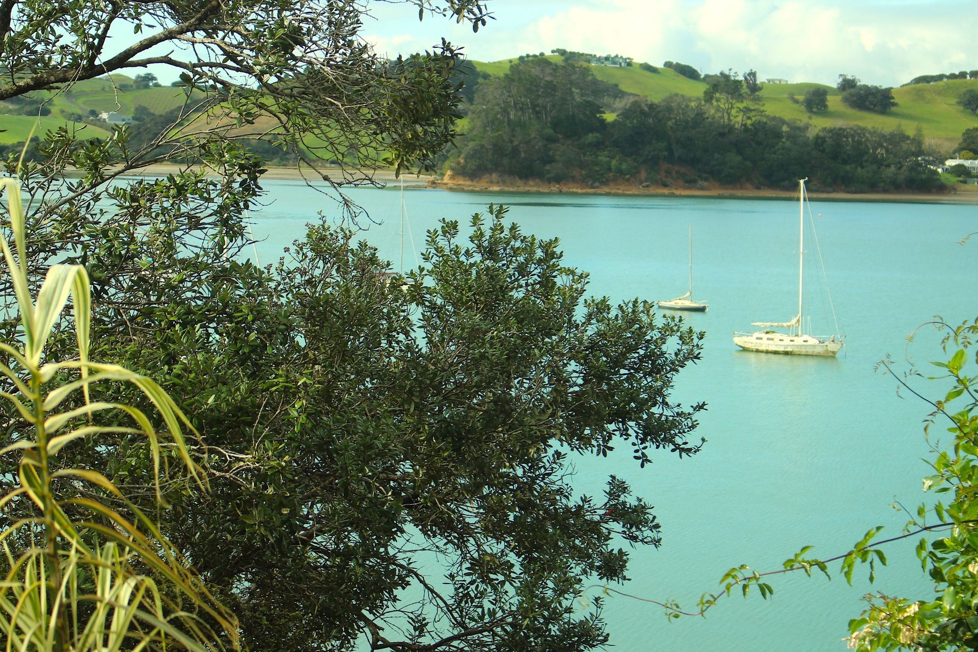 Pohutukawa, Omiha, Waiheke Island