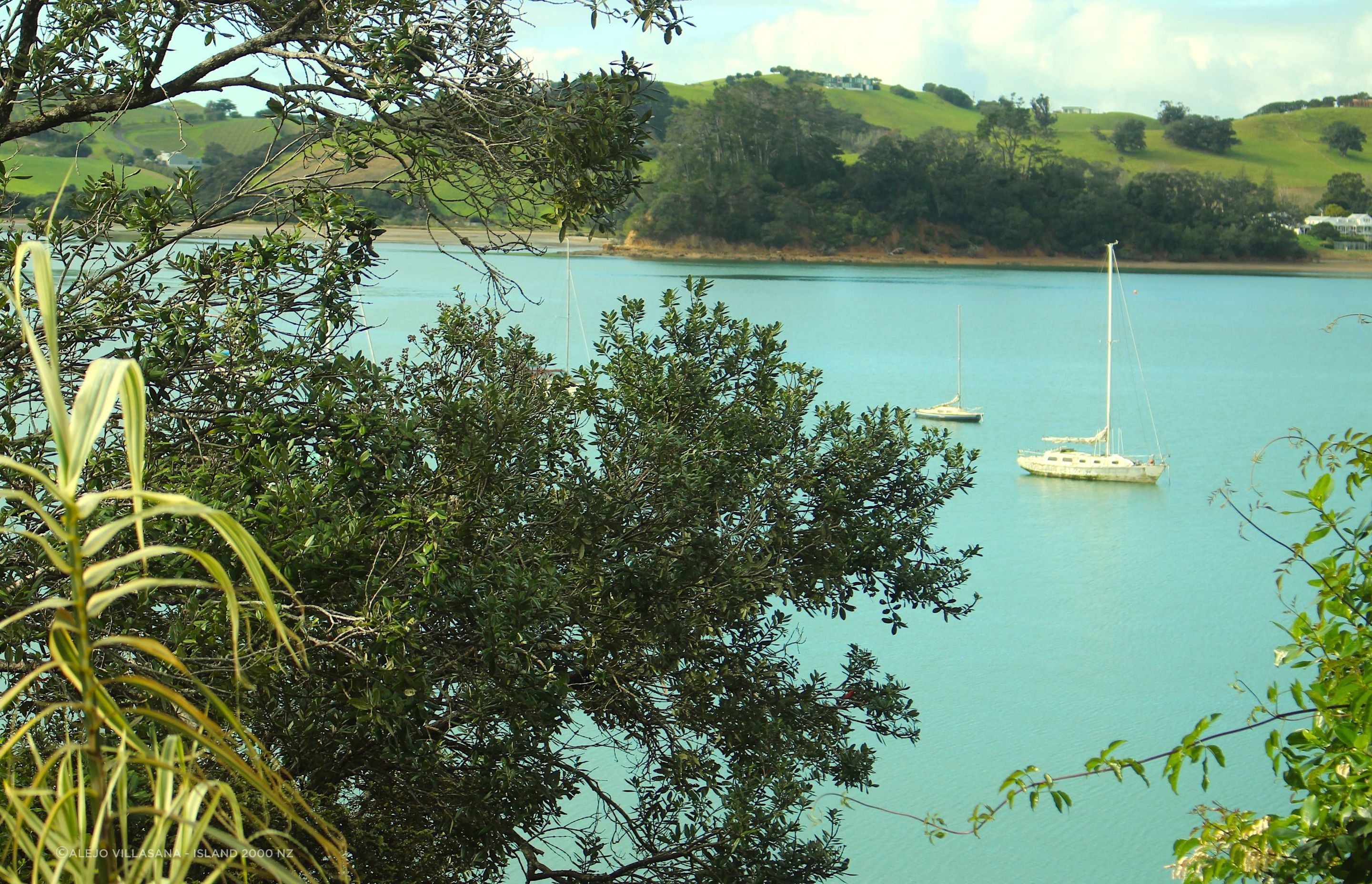 Pohutukawa, Omiha, Waiheke Island