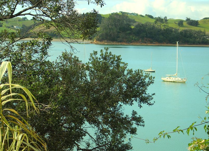 Pohutukawa, Omiha, Waiheke Island