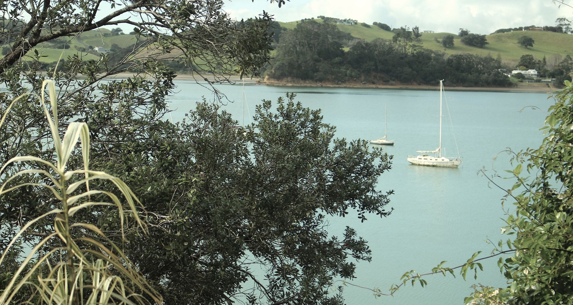 Pohutukawa, Omiha, Waiheke Island banner
