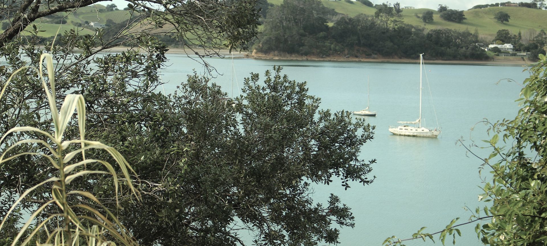 Pohutukawa, Omiha, Waiheke Island banner