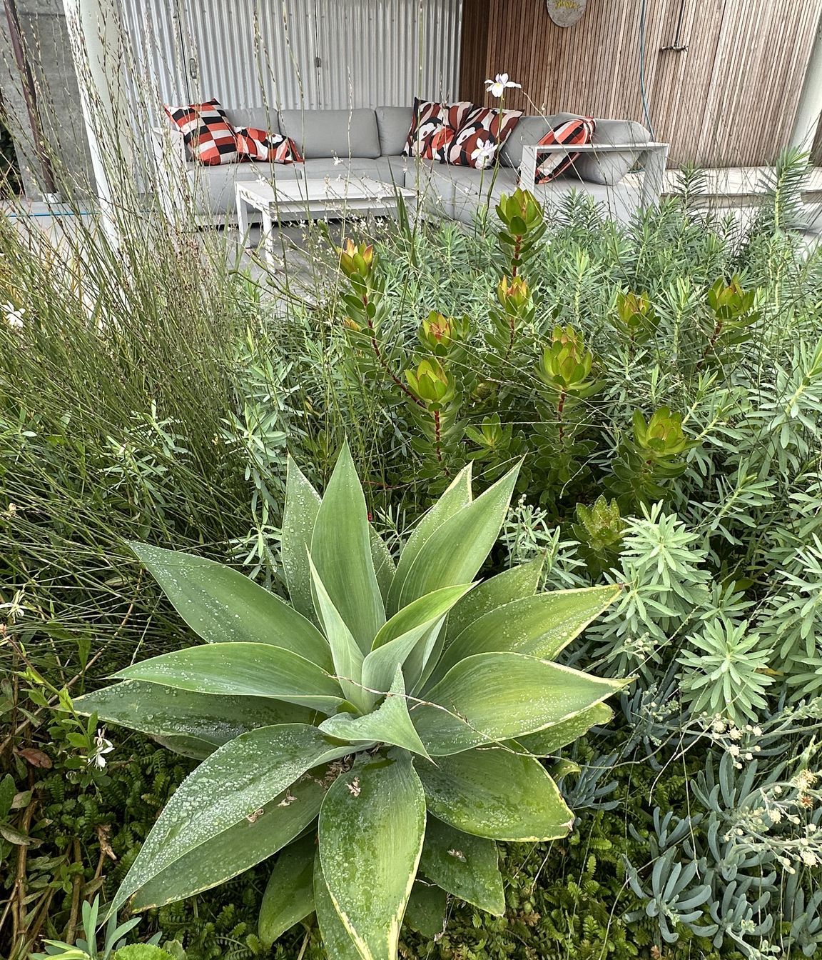 SouthshoreBotanic28.jpeg