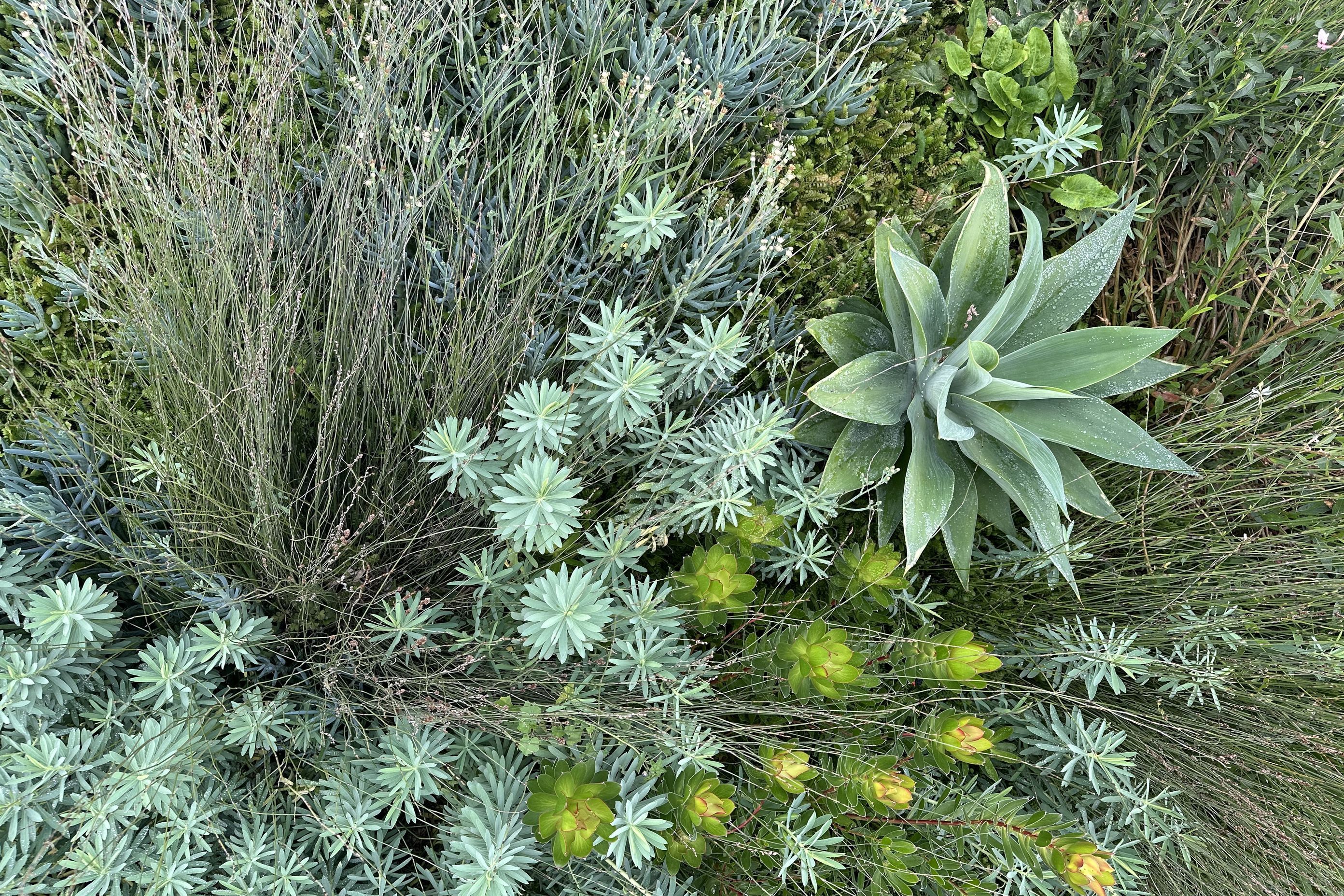 SouthshoreBotanic47.jpeg