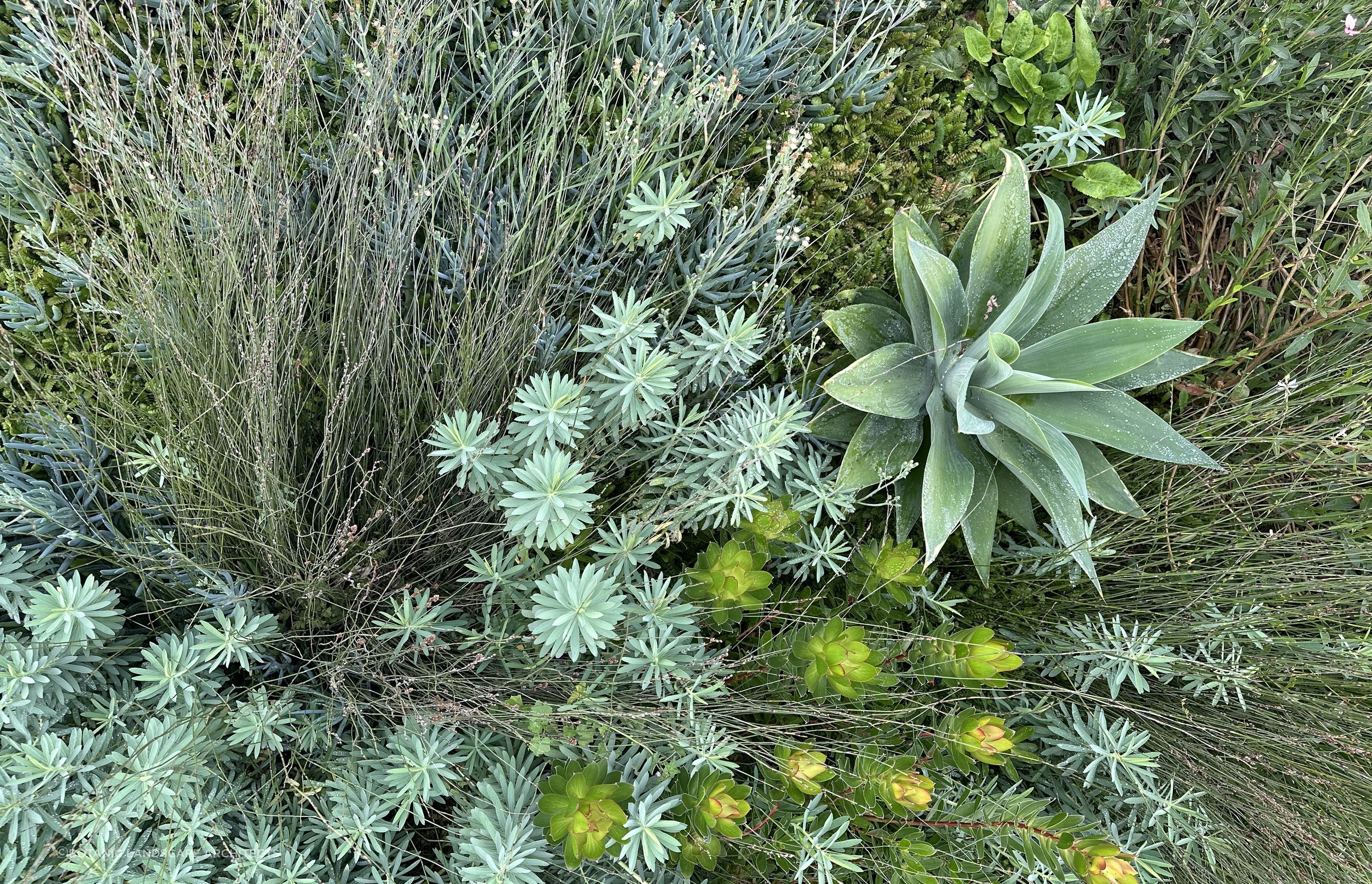 SouthshoreBotanic47.jpeg